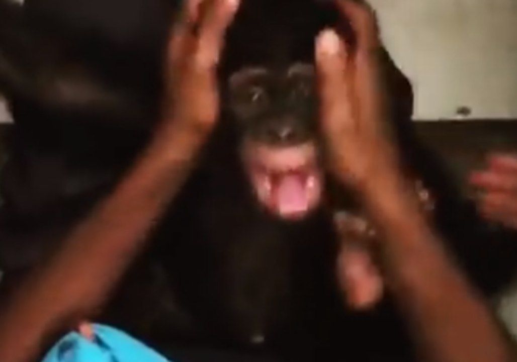 Playtime Helps Orphaned Infant Chimpanzee Bond With Surrogate Human Mother