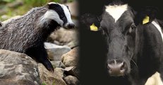 BBC Radio 4_Farming Today 12Sep18 - badger cull & bTB testing