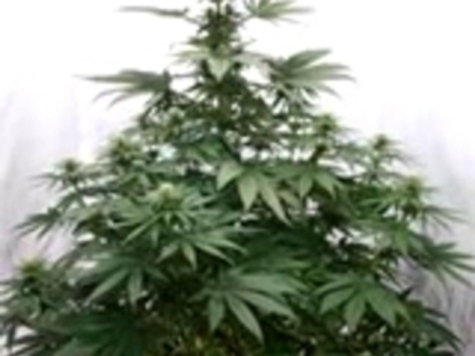 Cannabis Time Lapse Video (Tree of life)