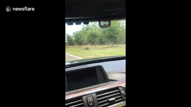 Massive alligator climbs through barbed-wired fence