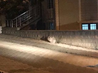 Son Dakika! İstanbul'da Sokak Ortasında 2 Adet El Bombası Bulundu