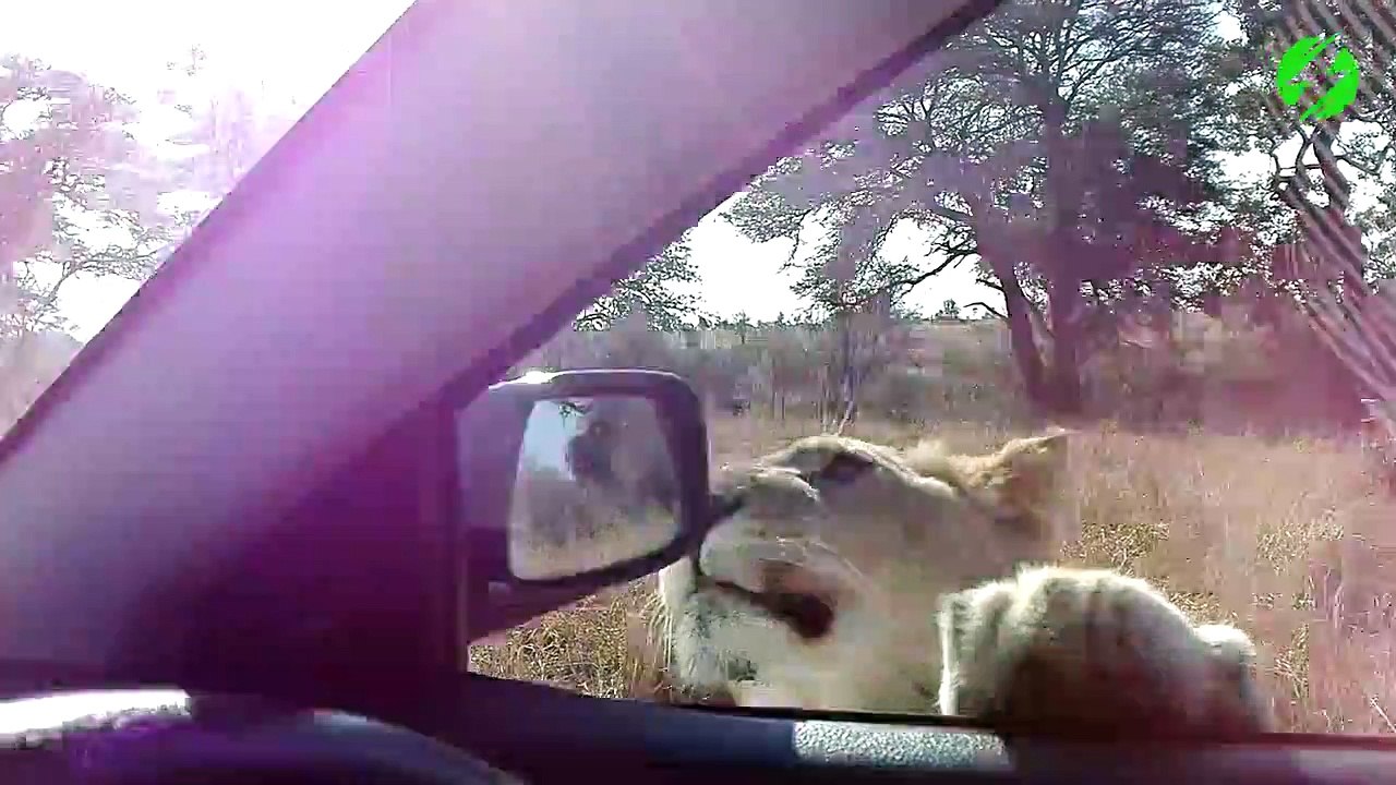 Ce lion veut goutter au rétroviseur.. Miam miam