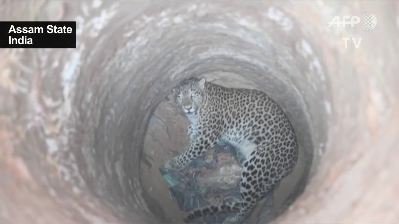 Des villageois sauvent un léopard tombé dans un puits