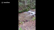 Spawning salmon swim upstream