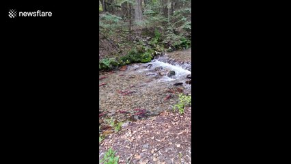 Spawning salmon swim upstream