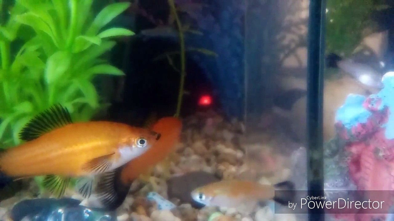 Peces cola de espada