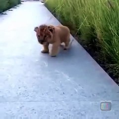 This Lion Cub Trying to Roar is the Cutest Thing Ever You Will See