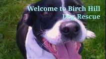 Dogs For Rehoming Shropshire