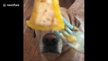 Dog really, really hates eggs