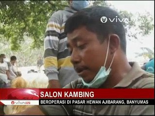 Jelang Lebaran Haji, Salon Kambing Ramai Pelanggan