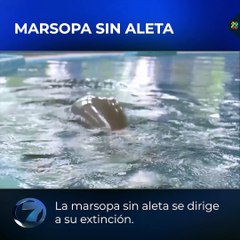 Marsopa sin aleta