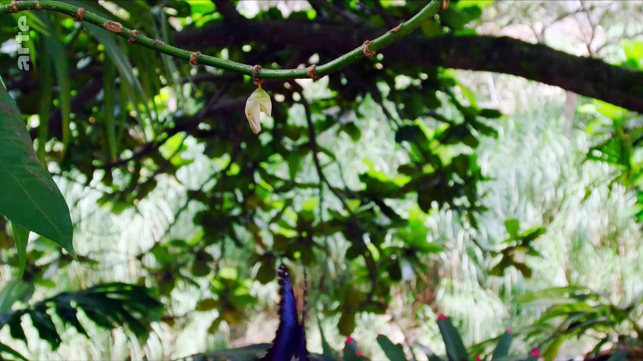 La Colombie sauvage - Par monts et par vaux