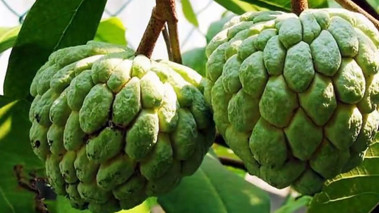 9 Mind Blowing Reasons You Need Sugar Apple