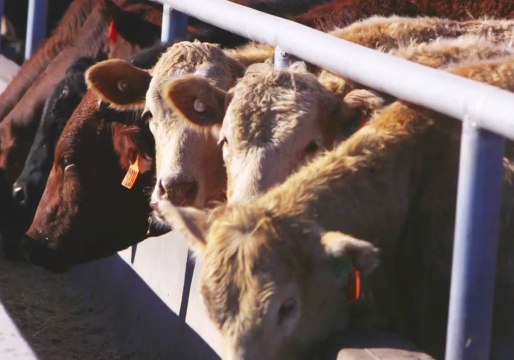 'Drought is Necessary Evil': Scott Morrison Defends Controversial Video in Tweet