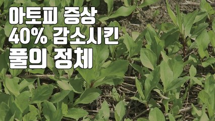 [자막뉴스] 아토피 증상 40% 감소시킨 풀의 정체 / YTN