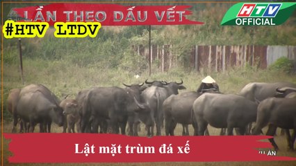 LẦN THEO DẤU VẾT ★ Lật mặt trùm đá xế #HTV LTDV