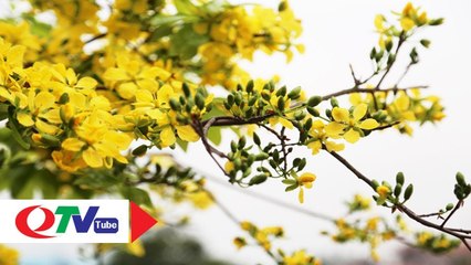 "Hút hồn" giữa  rừng Mai vàng trên đỉnh thiêng Yên Tử - QTV