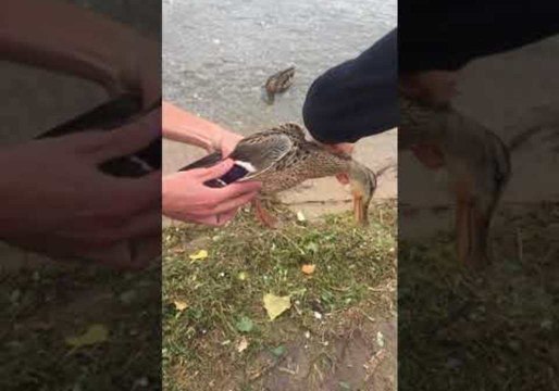 Island Visitors Rescue Duck Trapped in Plastic