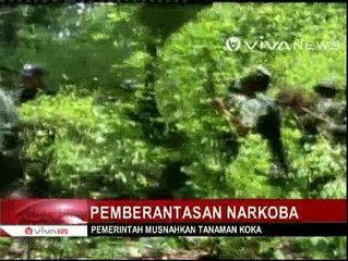 Pemerintah Musnahkan Ribuan Tanaman Koka