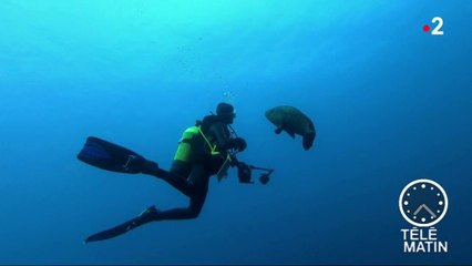 Faune – Opération « Mérous » à Scandola