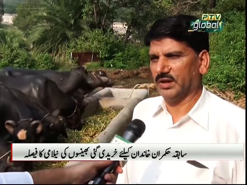 PTV Reporting on Auction of 8 Pedigree Buffalo's bought for Nawaz Sharif In PM House