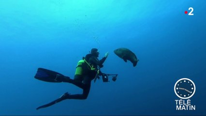 Faune – Opération « Mérous » à Scandola