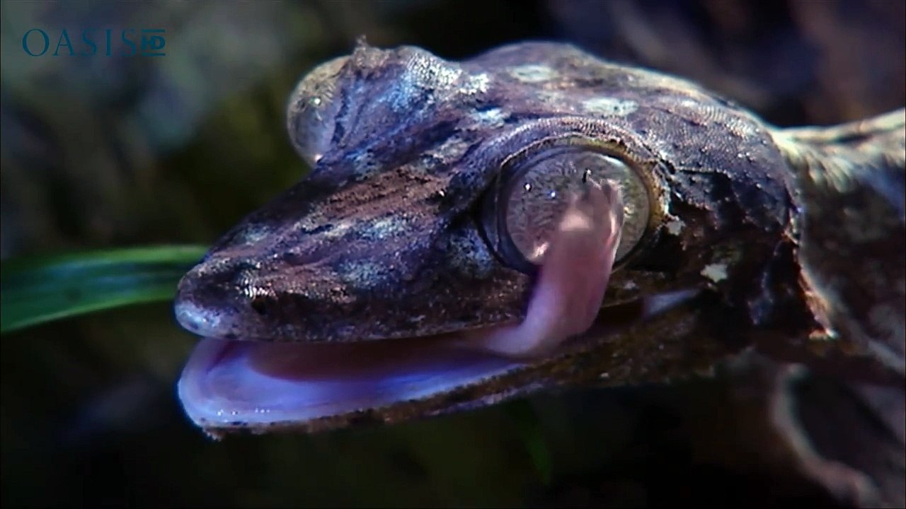 Cet étrange gecko au corps en forme de feuille va vous stupéfier