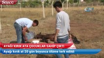 Ayağı kırık at 20 gün boyunca ölüme terk edildi