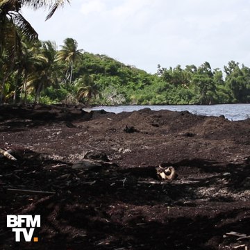 Ces images résument à elles-seules le problème des algues sargasses en Guadeloupe