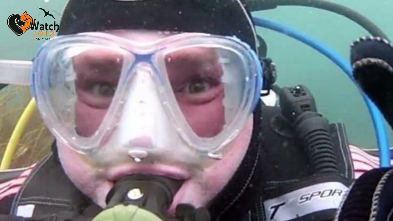 A Diver Had No Clue What This Seal Was Up To – And Then It Suddenly Gripped Him By The Hand
