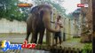 iJuander: Kasalukuyang estado ng mga hayop sa Manila Zoo, inalam ng 'I Juander'