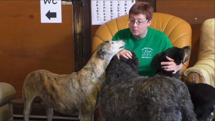 هذا الصباح- دار لرعاية الحيوانات الأليفة المسنة ببلجيكا