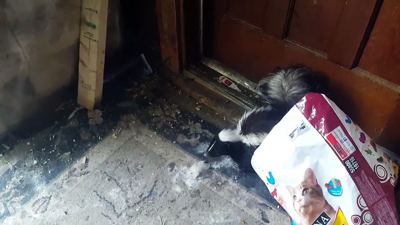 Skunk Startles Rooster