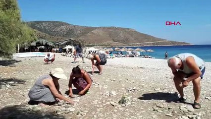 Muğla Datça'da Kum Zambakları Zamanı