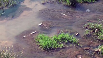 Kızılırmak'ta balık ölümleri - SİVAS