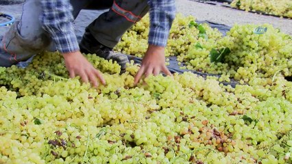 Üzümler tarlalara son kez serildi