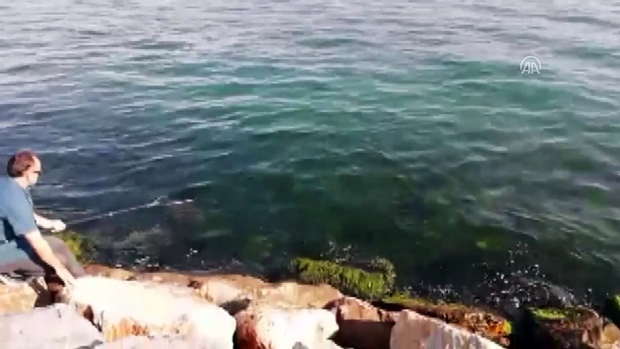 Amatör balıkçının oltasına iğneli vatoz takıldı - KOCAELİ