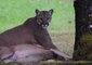 British Columbia Woman Films Cougar Dragging Deer in Her Backyard