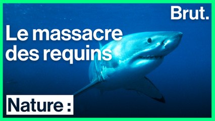 Le massacre des requins