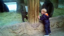 Little boy plays peek a boo with a baby gorilla