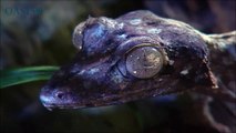 Ce gecko en forme de feuille peut se camoufler à la perfection