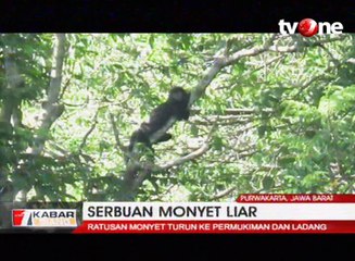 Ratusan Monyet Liar Serbu Permukiman dan Ladang