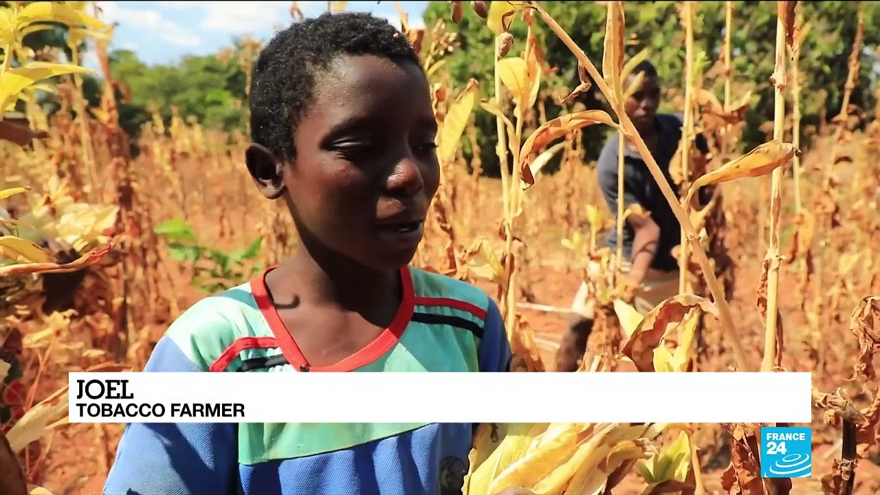 Child labourers in Malawi suffer from tabacco poisoning