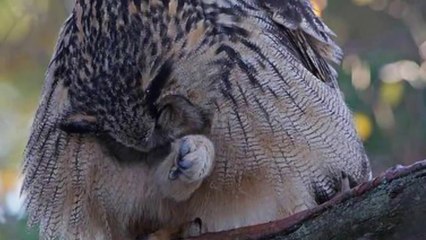 Cú Đại Bàng Á-Âu Sát Thủ Săn Mồi Trong Đêm