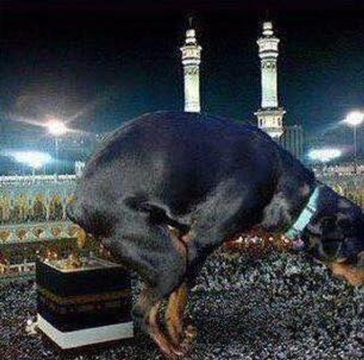 AfD zeigt, Köthen und die Reise in den Untergang Deutschlands