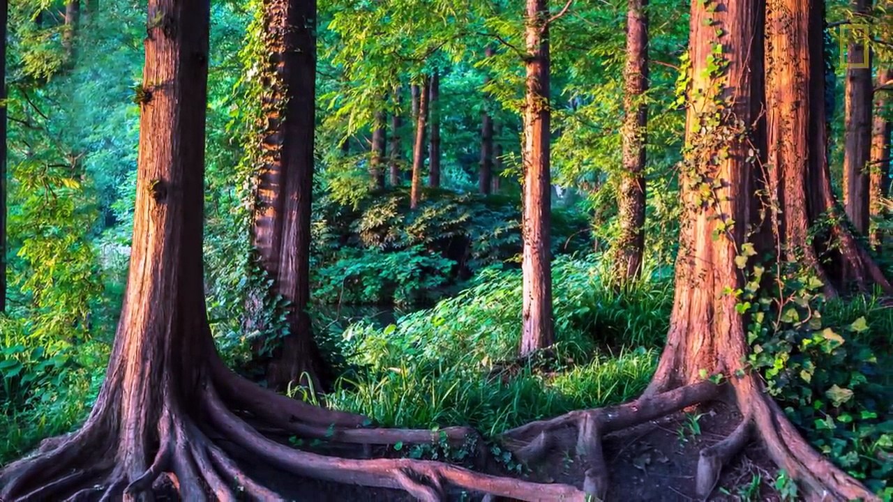 How Trees Secretly Talk to Each Other in the Forest | National Geographic
