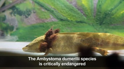 Nuns work to save Mexico salamander from extinction