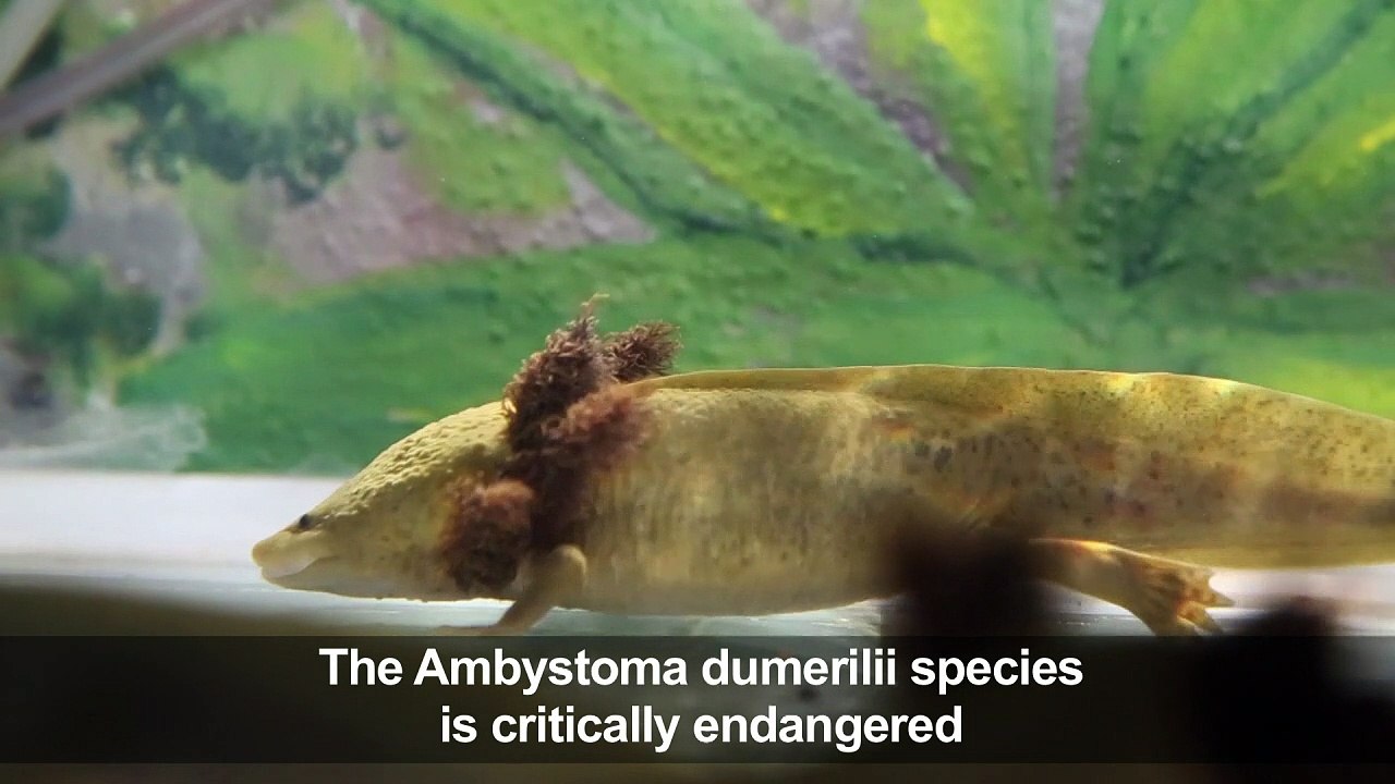 Nuns work to save Mexico salamander from extinction