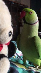 Thunder the Parakeet Playing Peekaboo