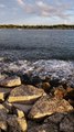 Hundreds of Mullet Fish Jumping out of the Water